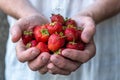 A handful of ripe strawberries in the hands of a man. Delicious summer harvest. Sweet fresh treat. Selective focus. Royalty Free Stock Photo