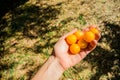 A handful of ripe yellow cherry plum in hand. Harvesting in the garden.