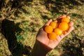 A handful of ripe yellow cherry plum in hand. Harvesting in the sunny garden.