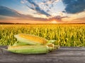 A handful of ripe yellow corn on wooden board against cornfield Royalty Free Stock Photo