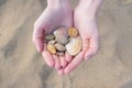 A handful of sea shells in the beautiful hands of a girl