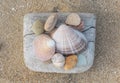 A handful of seashells lie on the sand