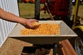 Handful of shelled corn from a hopper of a sheller