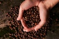 Handful of Siberian cedar pine nuts Royalty Free Stock Photo