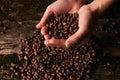 Handful of Siberian cedar pine nuts Royalty Free Stock Photo