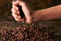 Handful of Siberian cedar pine nuts Royalty Free Stock Photo