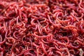 Handful of small bloodworms close-up for fishing, feeding fish