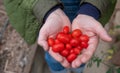 A handful of small juicy red fresh organic tomatoes cherry tomatoes heaped heart-shaped in the hand of the gardener