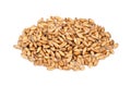 Handful of Spelt wheat grains closeup on white Royalty Free Stock Photo