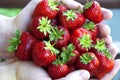 Handful of strawberries, horizontal Royalty Free Stock Photo