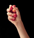 Handful of sweet cherries in a hand