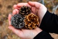 A handful of three colourful pine cones