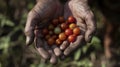 A handful of tiny cherry tomatoes each one a slightly different shade of red bursting with sweetness and flavor