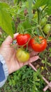 Handful of tomatoes