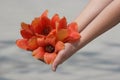 Handful of Tropical Flowers