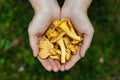 A handful of wild chanterelles, forest mushrooms