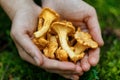 A handful of wild chanterelles, forest mushrooms close-up