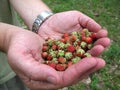 Handful wild forest strawberry in palms.