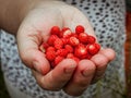 Handful of wild strawberries Royalty Free Stock Photo