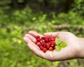 A handful of wild strawberries in the the palm, in the forest on a background of greenery Royalty Free Stock Photo