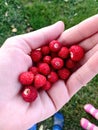 A handful of wild strawberries or sponge berries Royalty Free Stock Photo