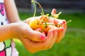 Handful of yellow early cherries in children`s