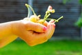 Handful of yellow early cherries in children`s hands