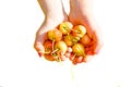 Handful of yellow early cherries in children`s hands top view isolate
