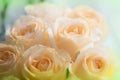A handful of yellow roses Royalty Free Stock Photo