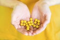 A handful of yellow round pills in the hands of a young girl close-up on a yellow background. Medicines in women`s hands. Tablets Royalty Free Stock Photo