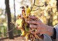 A handfull of Autumn