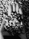 a handfull of coffee beans in my hand, whose bitterness taught me the meaning of life and shattered me a little in my daydreams