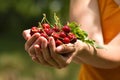 Handfull of fresh red cherry, woman hands, cherry with leaf and stem