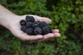 Handfull of freshly harvested blackberries