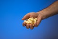 Handfull of golden corn puffs held in hand by Caucasian male hand. Close up studio shot, isolated on blue background