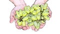 Handfuls of grapes isolated