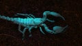 Scorpion Walking Away From UV-A Light