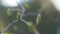 Handheld shot of acer tataricum spring buds and leaves in sunny morning closeup