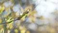 Handheld shot of birdcherry leaves and buds in spring