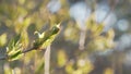 Handheld shot of birdcherry leaves and buds in spring Royalty Free Stock Photo