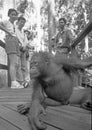 Handicaped orang utan in the reha station sepilok on Borneo Island Royalty Free Stock Photo