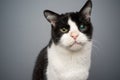 handicapped black and white rescued cat blind in one eye portrait Royalty Free Stock Photo