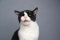 handicapped cat toothless and blind in one eye sticking out tongue Royalty Free Stock Photo