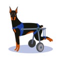 Handicapped disabled dog. Doberman
