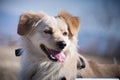 Handicapped dog portrait Royalty Free Stock Photo