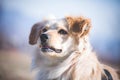 Handicapped dog portrait Royalty Free Stock Photo