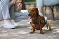 Handicapped dog on a wheel chair. Disabled dachshund on a walk with the owner. Portrait of a paralyzed pet on a cart Royalty Free Stock Photo