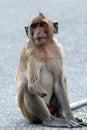 Handicapped monkey Royalty Free Stock Photo