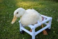 Handicapped Pekin Duck Royalty Free Stock Photo