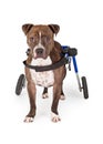 Handicapped Pit Bull Dog Standing In Wheelchair